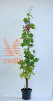 http://twentheplant.nl/tsd/61502_VIERDBEE_8P23100125_2.jpg