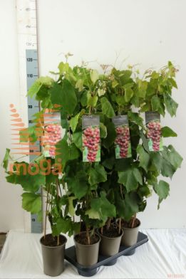 http://twentheplant.nl/tsd/61502_VITISRED_8P19080100_2.jpg