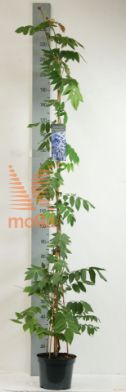 http://twentheplant.nl/tsd/61502_WIBOKAJA_8P26175200_2.jpg