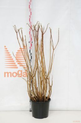 http://twentheplant.nl/tsd/82088_EDCGRAND_9C20100125_1.jpg