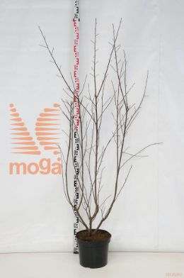 http://twentheplant.nl/tsd/82088_FRAALNUS_9C10125150_1.jpg