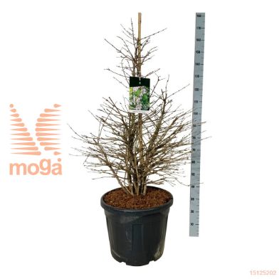 http://twentheplant.nl/tsd/55037_VIPMSCHR_9C55100125E_1.jpg