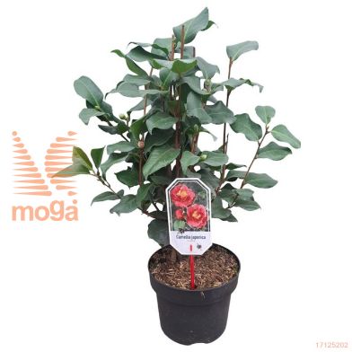 http://twentheplant.nl/tsd/55802_CAJDKING_8p23060080_1.jpg