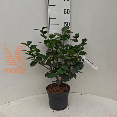http://twentheplant.nl/tsd/55802_CAJTRIOM_8p19030040_1.jpg