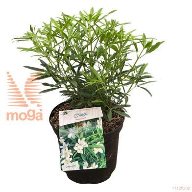 http://twentheplant.nl/tsd/55802_CHAPEARL_8P23030040_1.jpg