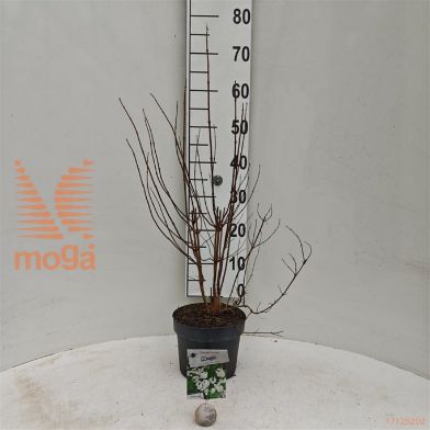 http://twentheplant.nl/tsd/55802_DECPROCH_8p19030040_1.jpg
