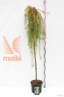 http://twentheplant.nl/tsd/69506_LAKSWEEP_s150c12_1.jpg