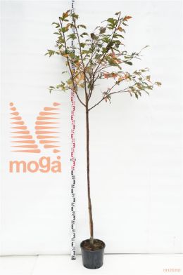 http://twentheplant.nl/tsd/69506_MADMOERL_S150C10_1.jpg