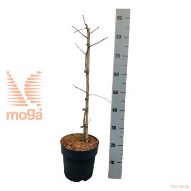 http://twentheplant.nl/tsd/70712_GIBSCOMP_vp5060p23_1.jpg