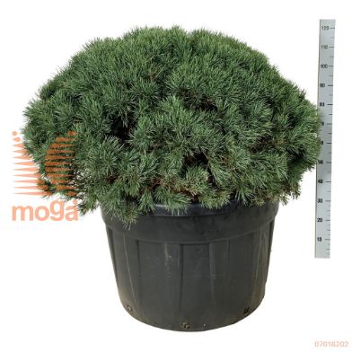 http://twentheplant.nl/tsd/55037_PISWATER_VBL100125C230_1.jpg
