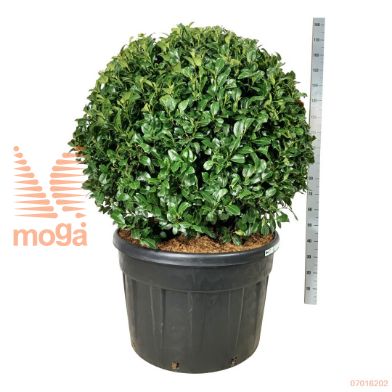 http://twentheplant.nl/tsd/55037_PRLANI_VBL100C230_1.jpg