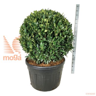 http://twentheplant.nl/tsd/55037_PRLHERBE_VBL100C230_1.jpg