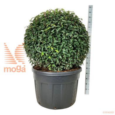http://twentheplant.nl/tsd/55037_PRULANGU_VBL100C230_1.jpg