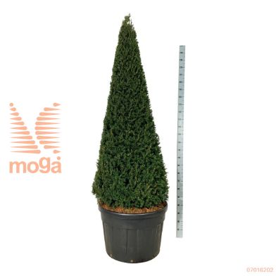 http://twentheplant.nl/tsd/55037_TABACCAT_VP200225180_1.jpg