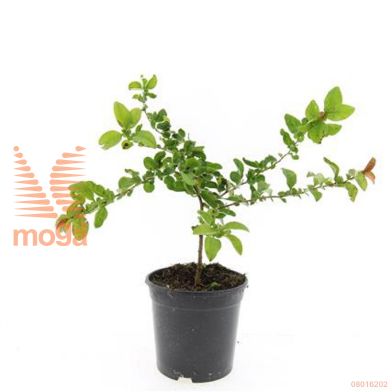 http://twentheplant.nl/tsd/54451_CHSTSCAR_8P15_1.jpg