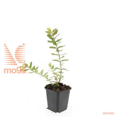 http://twentheplant.nl/tsd/54451_HYDPDUMM_8P09_1.jpg