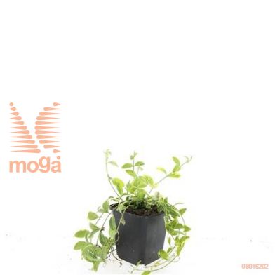 http://twentheplant.nl/tsd/54451_VIMBGOLD_8P09_1.jpg
