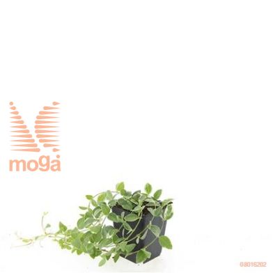 http://twentheplant.nl/tsd/54451_VIMRSHUG_8P09_1.jpg