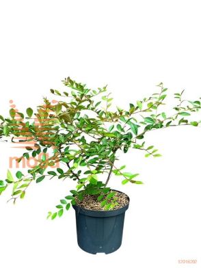 http://twentheplant.nl/tsd/88854_LAACOMA_8P23040050_2.jpg
