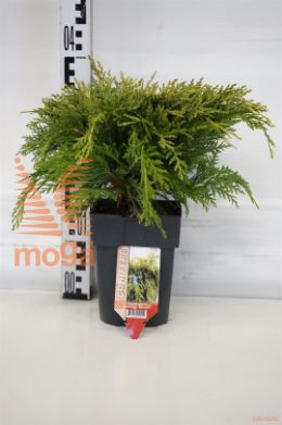 http://twentheplant.nl/tsd/56804_CHLSUNKI_8p17030_1.jpg