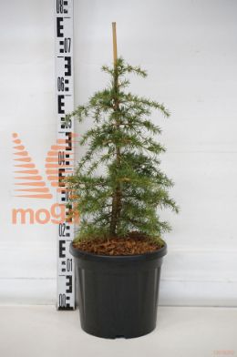 http://twentheplant.nl/tsd/73487_CELDINO_8P26040050_1.jpg