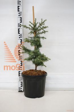 http://twentheplant.nl/tsd/73487_CELSNYMP_8P26040050_1.jpg