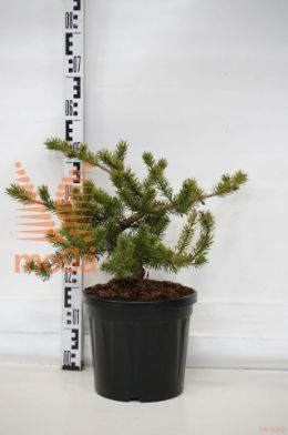 http://twentheplant.nl/tsd/73487_PIBVELDA_8P26030040_1.jpg