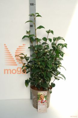 http://twentheplant.nl/tsd/67108_CATSISTE_8P24_1.jpg