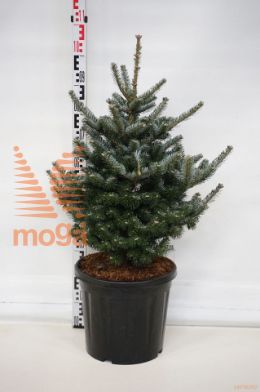 http://twentheplant.nl/tsd/73487_ABKTORDI_9C20060070_1.jpg