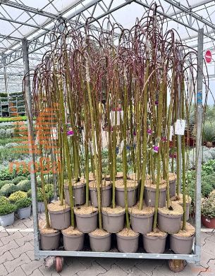 http://twentheplant.nl/tsd/89250_SACKILMA_s120p23_1.jpg