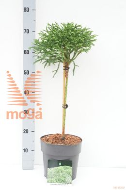 http://twentheplant.nl/tsd/70712_CRJTOAD_S040P21_1.jpg