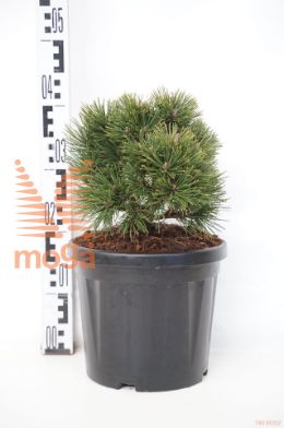 http://twentheplant.nl/tsd/73487_PIMGFIND_8P24020_1.jpg