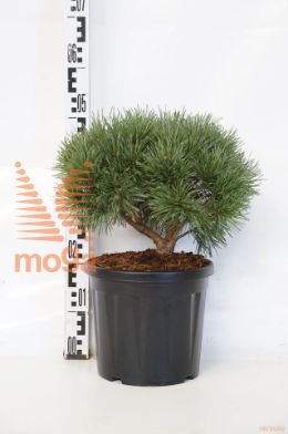 http://twentheplant.nl/tsd/73487_PISCBLUE_8P26025030_1.jpg