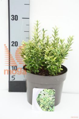 http://twentheplant.nl/tsd/88050_EUJMAGOL_8P17020025_1.jpg