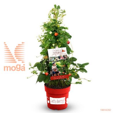 http://twentheplant.nl/tsd/51613_FICLBERR_8P24040050_2.jpg