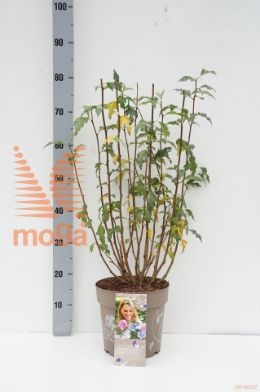 http://twentheplant.nl/tsd/67108_HISTSIST_8P24_1.jpg