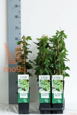 http://twentheplant.nl/tsd/61502_HULHELLE_8P170400603ST_2.jpg