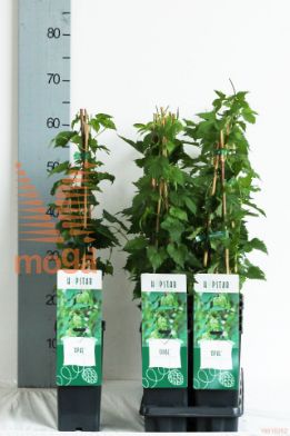 http://twentheplant.nl/tsd/61502_huluopal_8P170400603ST_2.jpg
