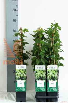 http://twentheplant.nl/tsd/61502_hulupure_8P170400603ST_2.jpg