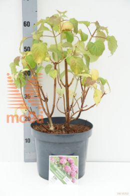 http://twentheplant.nl/tsd/73315_HYBMAUVE_8P26040050_1.jpg