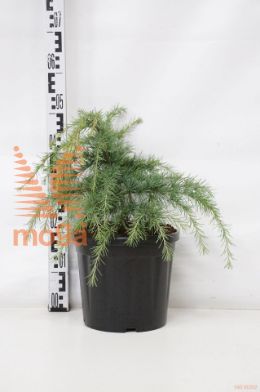 http://twentheplant.nl/tsd/73487_CEDLGLOW_8P26030035_1.jpg