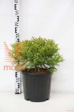 http://twentheplant.nl/tsd/73487_CRJKAMAS_9C10030040_1.jpg