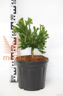 http://twentheplant.nl/tsd/73487_CRJTOMAH_8P23020_1.jpg