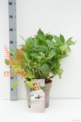 http://twentheplant.nl/tsd/67108_HYMTSIST_8P24_1.jpg