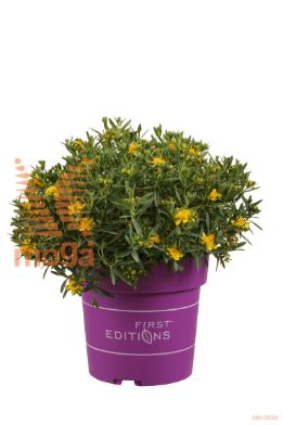 http://twentheplant.nl/tsd/70850_HYKCGOLD_8P21040050_1.jpg