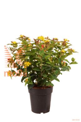 http://twentheplant.nl/tsd/70850_HYMLIGHT_8P19030040_1.jpg