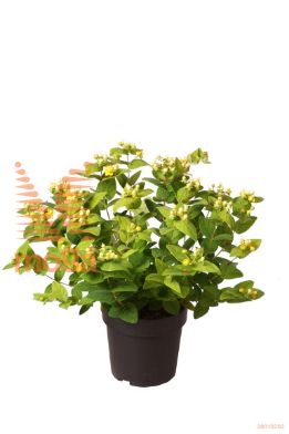 http://twentheplant.nl/tsd/70850_HYMWHITE_8P21040060_1.jpg