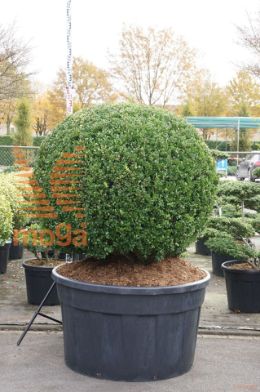 http://twentheplant.nl/tsd/93201_ILCDSTAR_VBL130C500_1.jpg