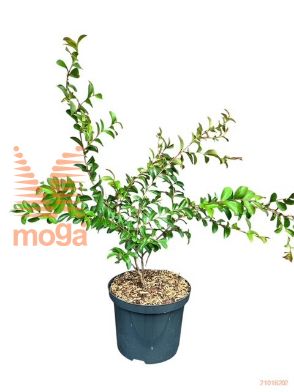 http://twentheplant.nl/tsd/88854_LAITUREN_8P23040050_2.jpg