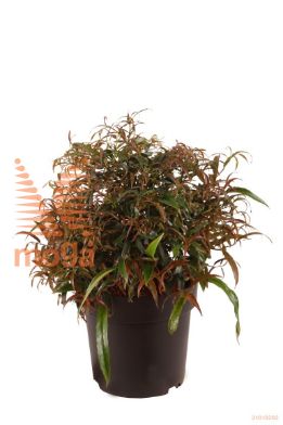 http://twentheplant.nl/tsd/70850_LEKHALLO_VBL2530P21_1.jpg